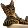 Gatos Llorando 18