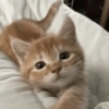 Gatitos. | @ocenferios  Haki. 8