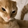 Gatos sem vergonha 🐈 12