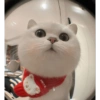 Kucing imlek 18