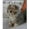 Gatinho de Terno 7