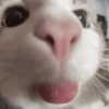 Gatos sem vergonha 🐈 15