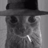 MICHIS 🥰🐱 8