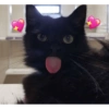 Más Gatitos 6