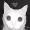 MICHIS 🥰🐱 5