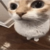 Animales pedorros 7