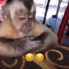 Monkey meme 🐒⭐ 9