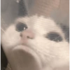 Gatinhos reagindo 12
