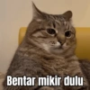 MEME KUCING 🐱 13