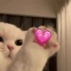 Romantic cats ❤️🐈 11