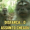 MACAQUINHOS EXPRESSIVOS 🐵 15
