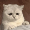 Грустные коты 2 21