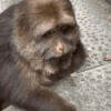 Monkey meme 🐒⭐ 25