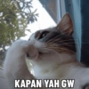 Stiker kucing 5