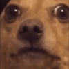 Memes de perros  8