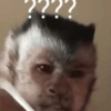 Monkeys 24