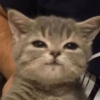 Cats (1/4) 12