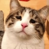 MEME KUCING 🐱 9