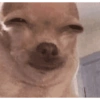 ANIMAIS DEBOCHADOS 😂 12