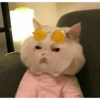 Cat kucing meme 18