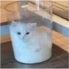 Cats (1/4) 21