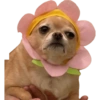 Jojojo 6