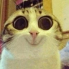 Gatos 12