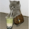 Cat cute  17