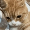 Memes de Michis🐱 12