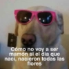 Cómo no voy a ser
mamón si el día que
nací, nacieron todas las
flores