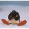 Pingüino penguin 😎 9