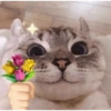 Gatos Cura Depresión😽😎 7