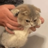 GATITOS ENOJADOS 😡😂 7
