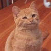 GATITOS ENOJADOS 😡😂 12