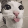 Cats (2/4) 13