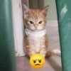 Cats (2/4) 20