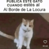 Gatos publicables 7