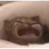 Cats (1/4) 5