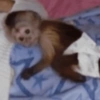 Monkeys 15