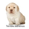 Terrible.ladremos
