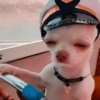 Perritos Moods🐕🦴 22