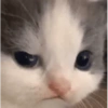 Cats (1/4) 15