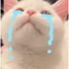 Kucingtot 12