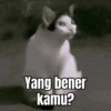 MEME KUCING 🐱 5