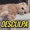 GATINHOS 🤣 8
