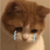 Gatos Cura Depresión😽😎 5