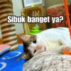 Bobby Kucing Prabowo 🐱 11