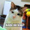 Bobby Kucing Prabowo 🐱 20