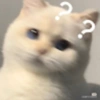 Kucingtot 10