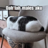 Bobby Kucing Prabowo 🐱 14